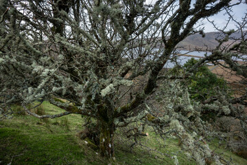 White moss covered tree in Ireland. A sign of clean air.
In the background Lough Feeagh, County Mayo.