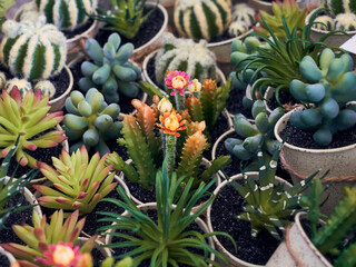 assorted assortment of small cactus decorative plants