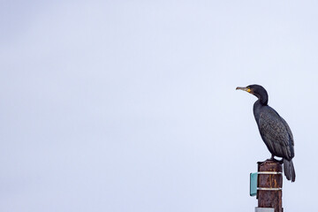 Toppskarv (European shag) sits on a beacon,Helgeland,Northern Norway,scandinavia,Europe