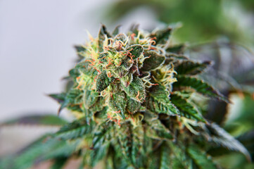 Close-up Hemp cannabis plant and hemp inflorescence with crystal THC.
Marijuana on a gray isolated background.
Crystalline Isolate THC-A and CBD. 