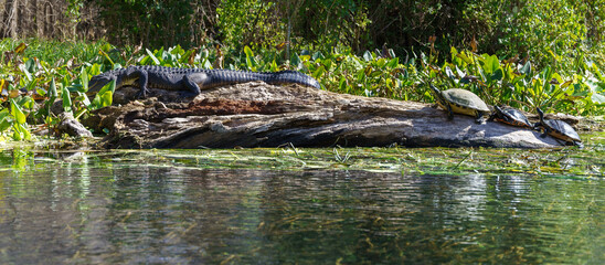Naklejka na ściany i meble Alligator and Cooter turtles sunning