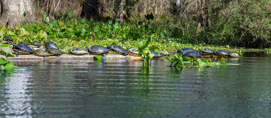 Cooter turtles sunning on a log