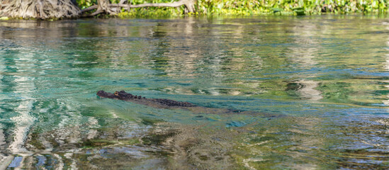 Florida Alligator swimming