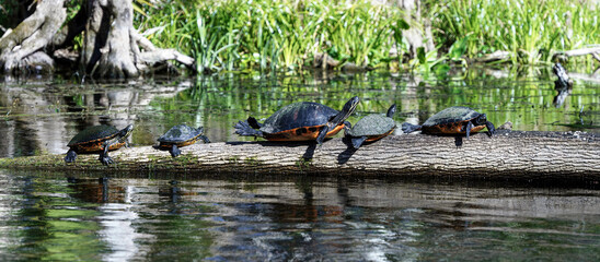 Cooter turtles sunning on a log 