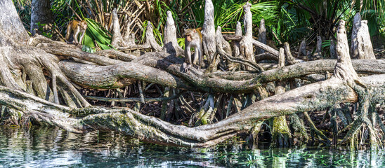 Rhesus macaque monkey's at silver springs Florida