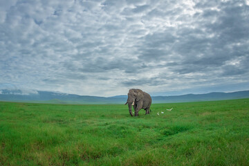 Fototapeta na wymiar An African savanna elephant bull walks through short green grass of Ngorongoro crater in Tanzania