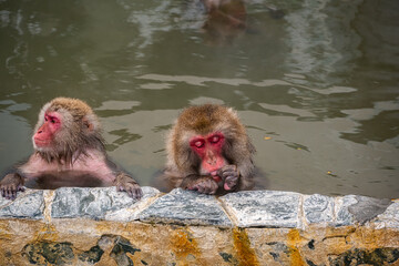 Obraz premium ニホンザル - 入浴中