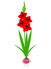 Gladiolus plant with roots on a white background.