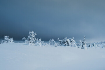 Winter minimalistic northern background with trees plastered with snow against a dark dramatic sky. Arctic harsh nature. Mystical fairy tale of the winter misty forest.