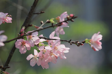 Fototapeta na wymiar Cherry blossom in hk