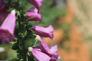 purple foxglove