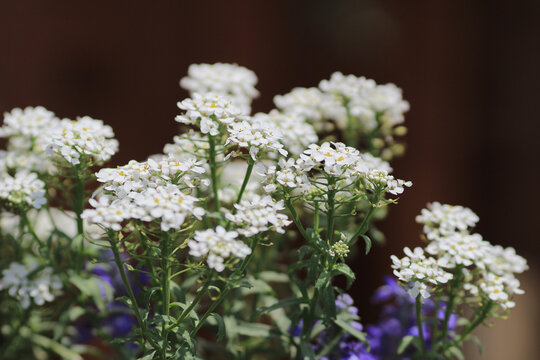 Viburnum Plicatum