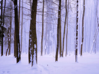 Morning fog in the forest, magical snowy forest in winter. Trees are covered with frost. 