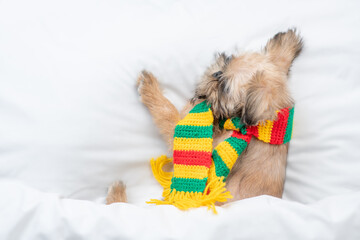 Brussels Griffon puppy wearing warm scarg heating under white warm blanket on a bed at home. Top...