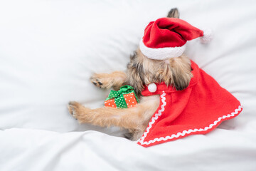 Brussels Griffon puppy wearing  red santa hat and cape sleeps with gifr box on a bed under white...