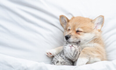 Cozy Pembroke Welsh corgi puppy hugs tiny tabby fold kitten under white warm blanket on a bed at home. Top down view. Empty space for text