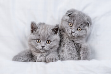 Two cute kittens lying together on a bed under warm white blanket at home.  Top down view