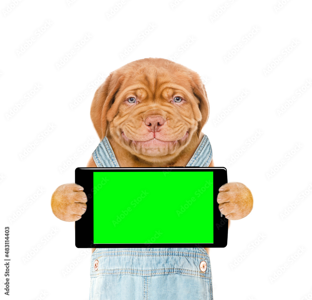 Poster Smiling puppy wearing overalls holds smartphone with empty green screen. Isolated on white background