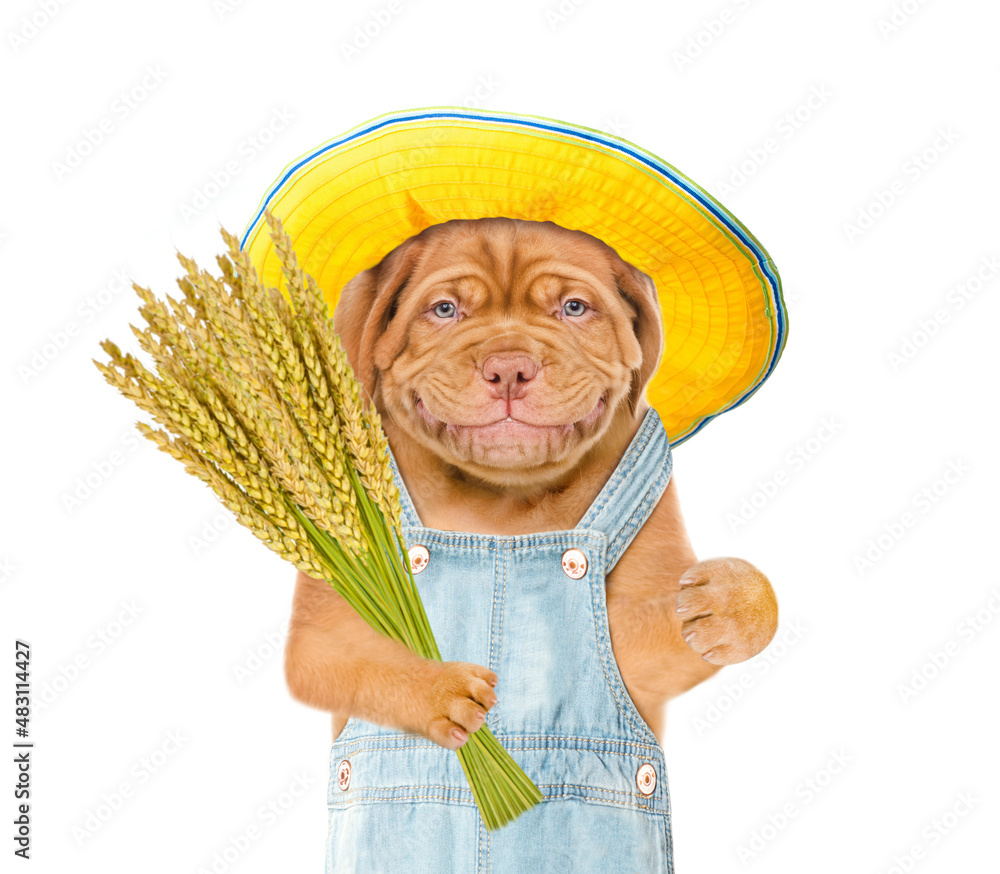 Poster smiling puppy farmer holding a bunch of wheat. isolated on white background