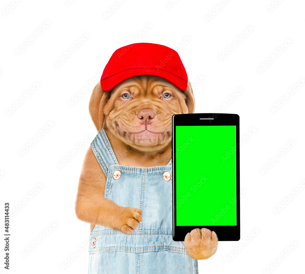Poster happy puppy wearing blue cap holds smartphone with empty green screen. isolated on white background