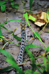 snake crawling on the ground in the jungle. Venomous snake looking for prey in the forest.