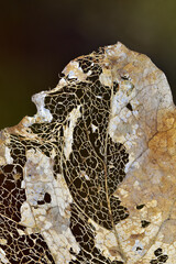 Decaying leaf turning into leaf skeleton