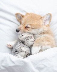 Cozy Pembroke Welsh corgi puppy hugs tiny tabby fold kitten under white warm blanket on a bed at home. Top down view © Ermolaev Alexandr