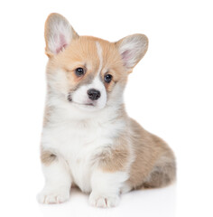 Cute Pembroke Welsh Corgi puppy sits and looks at camera. isolated on white background