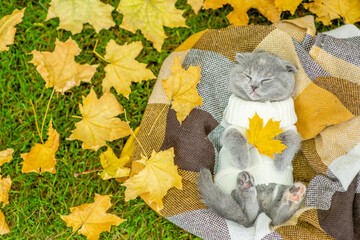 Kitten wearing warm sweater sleeps on plaid and hugs favorite toy bear. Top down view. Empty space...