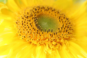 Sunflower blooming. Yellow Sunflower flower close up .Sunflower oil. Sunflower natural background. Yellow big flower. Agriculture. Farming. Natural product. Farming. Smallholding.  Summer background