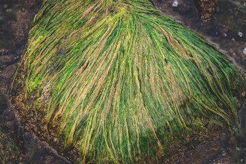 stone with green algae that looks like hair close up