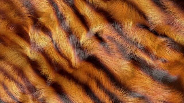 Tiger fur texture, 3d animation of gently waving fur.
