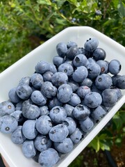 blueberries in a bowl