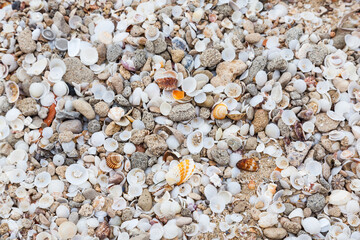 Sea shells in the sand mixed with small stones.