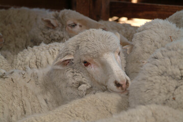 Amerique sud Argentine Province Chubut Peninsule Valdes elevage Estancia  animaux moutons viandes...