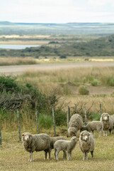 Amerique sud Argentine Province Chubut Peninsule Valdes elevage Estancia  animaux moutons viandes nourriture laine 