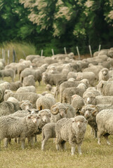 Amerique sud Argentine Province Chubut Peninsule Valdes elevage Estancia  animaux moutons viandes...