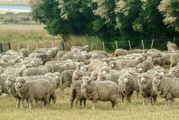 Fototapeta premium Amerique sud Argentine Province Chubut Peninsule Valdes elevage Estancia animaux moutons viandes nourriture laine 