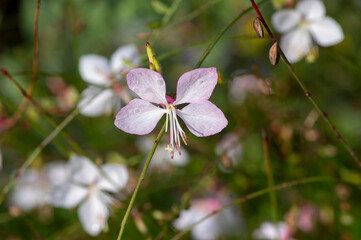 Gaura lindheimeri clockweed beeblossom Whirling Butterflies white flowers petals in bloom, long flowering indian feather plants - Powered by Adobe