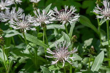 Fototapeta premium Centaurea montana perennial mountain cornflower in bloom, cultivated snowy white montane knapweed bluet alba flowering plant