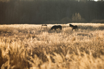 Wild exmoor pony in wild nature or natural reservation in middle Europe
