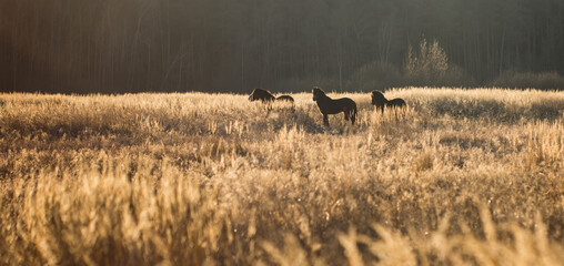 Wild exmoor pony in wild nature or natural reservation in middle Europe