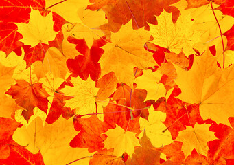 Naklejka na ściany i meble Cheerful background of orange maple leaves. Seamless background of autumn maple leaves.