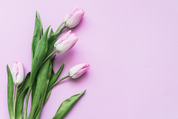 Frische Tulpen auf einem pinken Hintergrund. Draufsicht, Frühling.