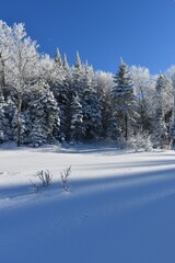 A frozen forest under a blue sky, Québec, Canada