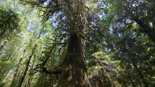 Old-growth tree and rainforest on Vancouver Island Canada, Harris Creek Sitka Spruce Recreation Site
