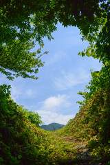 緑のトンネルを抜けると