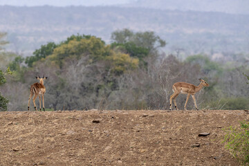 Dik dik african antelope gazelle