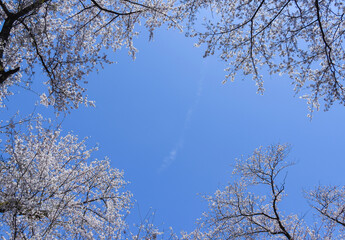 青空と桜