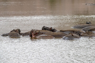 hippos in kruger park south africa